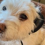 Abafadores de ouvidos para cães: Não é só para a passagem de ano