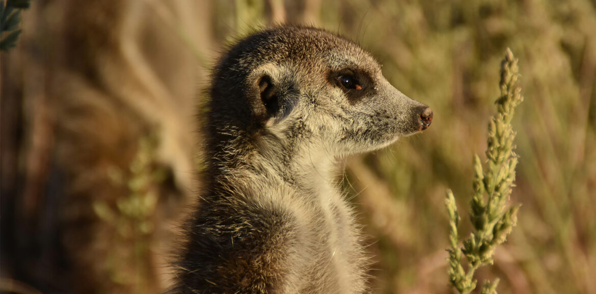 Et si, comme un suricate, nous pouvions nous boucher les oreilles ?