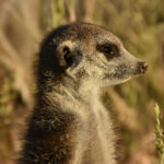 E se, come un suricato, potessimo chiudere le orecchie?