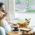 Protectores auriculares para cães contra o stress e a ansiedade durante trovoadas, viagens e fogo de artifício