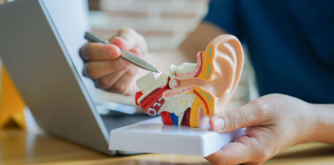 The Ossicles: Hammer, Anvil and Stirrup