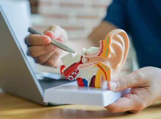 De Gehoorbeentjes: Hamer, Aambeeld en Stijgbeugel