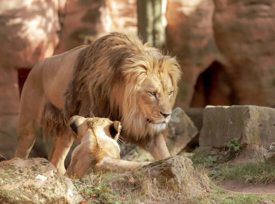 Gehoorbescherming in de dierentuin